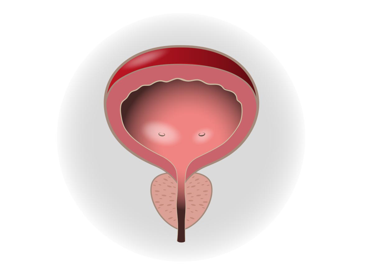Prostatakrebs Anatomie der gesunden Prostata